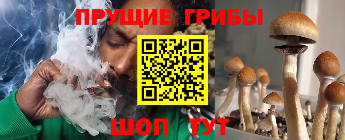 Балаково  Галлюциногенные грибы Cubensis  Вход с VPN 
